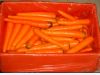 Sell fresh carrot