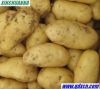 Sell hollland potato