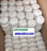 Sell JINXIANG garlic