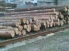 Sell Pine logs, saw logs. round wood