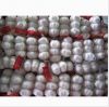 Sell Chinese Garlic Supplier (150gr x 75bags per carton)