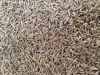 Cumin Seed