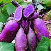 Sell purple sweet potato red pigment, sweet potato pigment