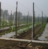 HDPE cucumber net