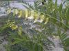 Manufacturer Matrine 98%, Sophora flavescens Extract, natural ingredient for pesticide, cosmetics, 