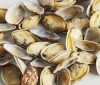 Sell Frozen Boiled Short Necked Clam