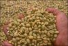 Export Coffee Beans | Arabica Coffee Beans Suppliers | Robusta Coffee Beans Exporters | Coffee Bean Traders | Wholesale Coffee Beans | Buy Coffee Beans | Bulk Coffee Bean | Green Coffee Bean Buyer | Low Price Roasted Coffee Bean | Import Coffee Bean | Cof