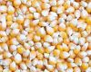  Maize | Maize Exporter | Corn Grain Seller | Maize Buyer | Bulk Maize Grain Importer | Corn bean Buyer | Corn bean Wholesaler | Corn Grain Manufacturer | Best Quality Corn Grain | Cheap Maize Supplier | Low Price Corn | Yellow Corn | White Cron | Baby Ma