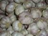 Sell the fresh garlic