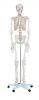 Sell Life-Size Skeleton 180cm Tall