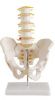 Sell Life-Size Pelvis with 5pcs Lumbar Vertebrae