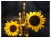 Sell Refined/Crude Sunflowe oil