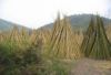Sell bamboo pole/bamboo lumber/bamboo stake