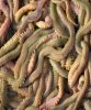 polychaete, lugworm, rigworm, sandworm, seaworm