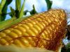 Sell Yellow corn, Class B