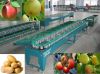 Sell ellipse fruit grading machine for apple peach  orange kiwi etc.