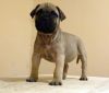 Bullmastiff puppy for sale