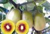 Sell organic kiwi fruit