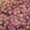 Sell Fresh Red Globe Grape