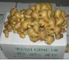 Sell fresh ginger and related products