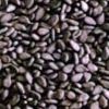 Sell  all type of Sesame Seed