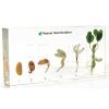 Acrylic block/Resin/Teaching tools Peanut Germination 2605