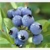 Sell Blueberry anthocyanin