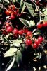 Sell Rose hip extract