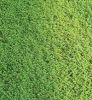 Sell Creeping Red Grass