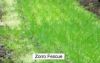 Sell Zorro Fescue Grass