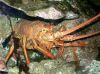 Live California Spiny Lobster