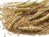 Supplier Wheat, Wood pellet, Sunflower seed , Egg, Yellow corn, 