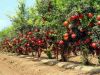 Sell Fresh Pomegranates wonderful