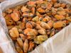 Cooked IQF frozen Mussel meat from Galicia - Spain