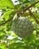 sitaphal seed oil (custard apple seed oil)