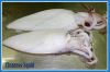 Sell FROZEN SQUID WHOLE CLEANED