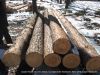 Pine Logs Export
