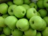 Sell of Golden Delicious Apples from Poland
