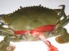 Sell  (Live Mud Crab) Scylla serrata from the Philippines