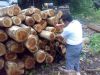 teak logs from Ecuador