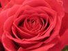 fresh rose flower export from india