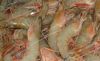 Sell HO White shrimp block frozen 20/30 AND 30/40