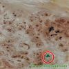 Sell Mapa Burl Veneer