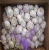 export high quality Pure White garlic