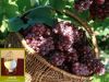 Sell Grape Skin Extract-Resveratrol