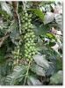 Export Coffee Beans | Arabica Coffee Beans Suppliers | Robusta Coffee Beans Exporters | Coffee Bean Traders | Wholesale Instant Coffee | Buy Coffee Beans | Bulk Coffee Bean | Green Coffee Bean Buyer | Low Price Roasted Coffee Bean | Import Coffee Bean | C