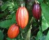 Sell cocoa beans