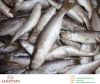 Sell Frozen Grey Mullet