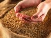Sell Milling Wheat, Millet, Barley, Buckwheat, Rye, Wheatflour