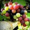 Sell Grape Seed Extract, 95% OPCs